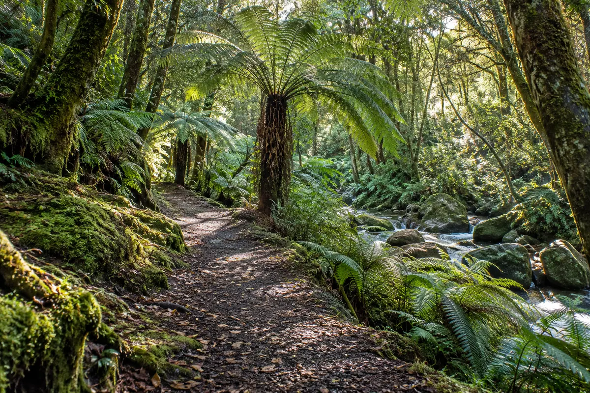 A quiet native forest path with ferns and filtered morning light